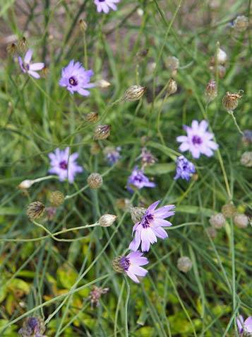 strobloem lijkt op de korenbloem