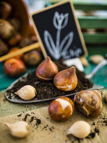 bloembollen mix optijd planten