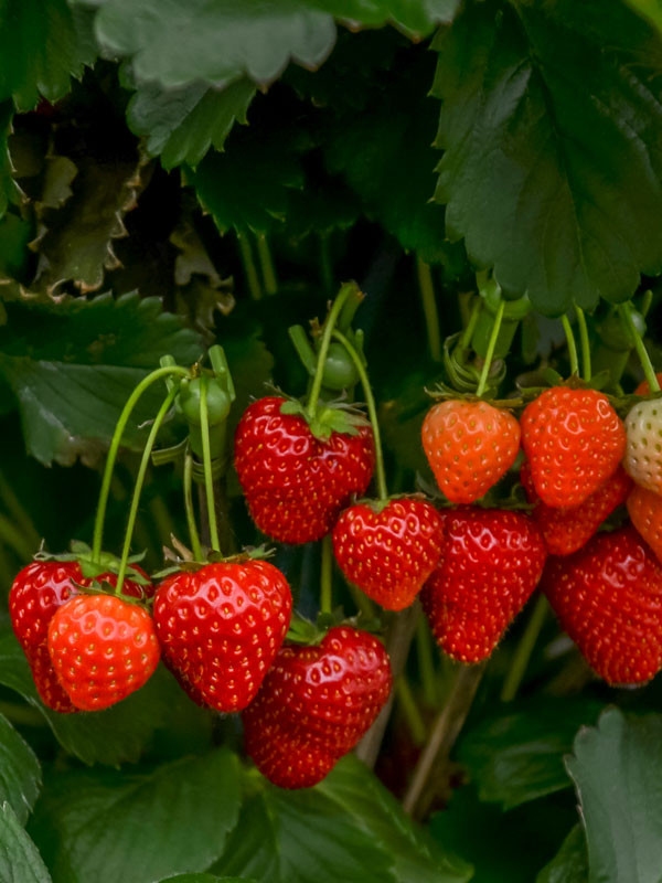 aardbeien kweken in eigen tuin
