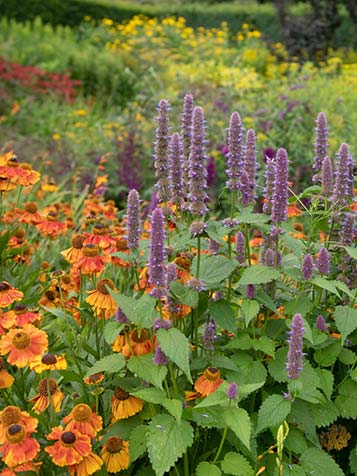 dropplant is een winterhard en een vaste plant voor in de tuin