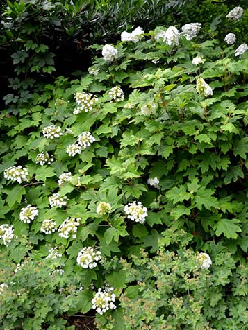 In de zomer bloeit de eikenbladhortensia met witte bloemen die daarna een roze gloed krijgen