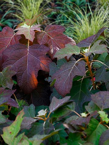 Eikenbladhortensia is een bijna groenblijvende plant met mooie herfstkleuren