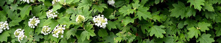 Naast het prachtige blad zorgen ook de bloemen voor schoonheid in uw tuin