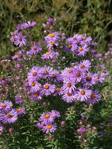 De herfstaster staat graag op een zonnige plaats in de tuin en komt ieder jaar betrouwbaar terug als vaste plant