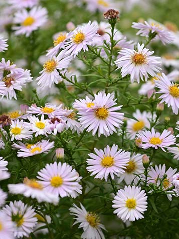 Een bekende herfstaster met een overdaad aan bloemen is de Aster dumosus groep