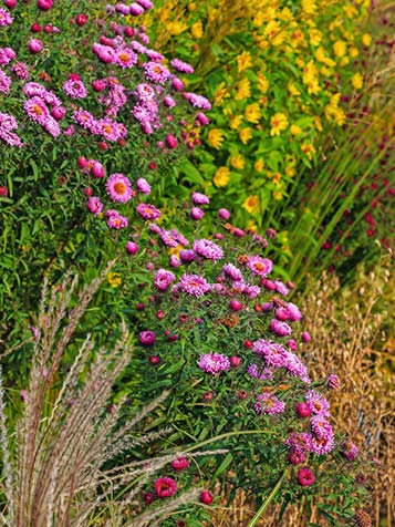 De herfstaster is een sterke vaste plant met talrijke cultivars en soorten