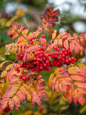 herfst kleuren van de lijsterbes