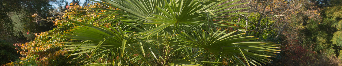 Trachycarpus fortunei niet alleen in de schaduw een palm houdt van een zonnige standplaats 