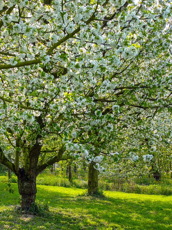 Appelbomen worden in verschillende soorten en maten aangeboden op Tuinplantenwinkel.nl. Zo zijn er bijvoorbeeld handappels, sterappels en moesappels.