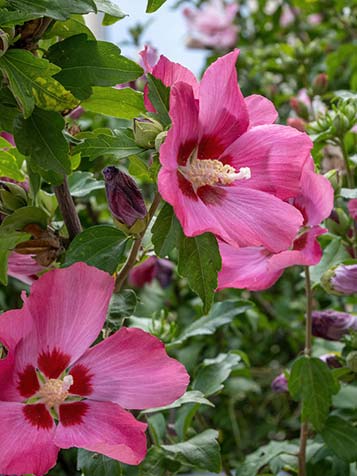 Hibiscus bloeit in vele kleuren zoals roze, wit, blauw, paars, tweekleurig of zelfs met gevulde bloemen