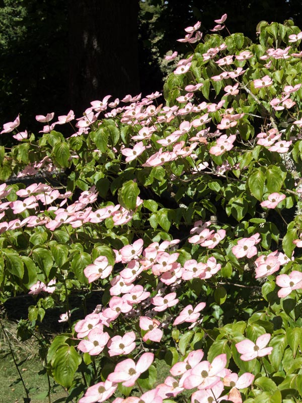 Van de cornus kousa is ook een roze bloeiende variëteit genaamd 'Satomi'