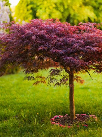 Japanse esdoorn op stam is te verkrijgen met diverse bladkleuren