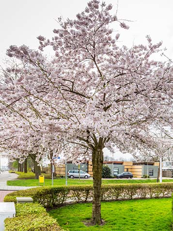 De bloesem van de Japanse sierkers is soms massaal en vaak roze of wit