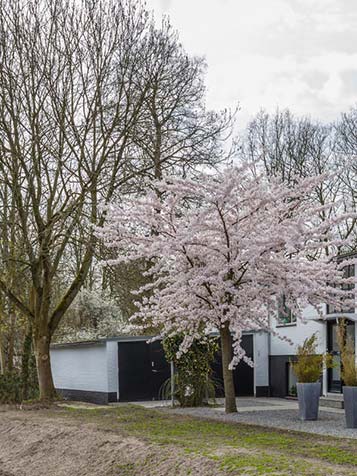 Een prunus subhirtella autumnalis voelt zich het beste thuis in de zon maar kan ook goed groeien in de halfschaduw