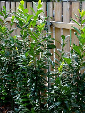 laurier rotundifolia planten en snoeien als haag in de tuin tegen schutting of hek