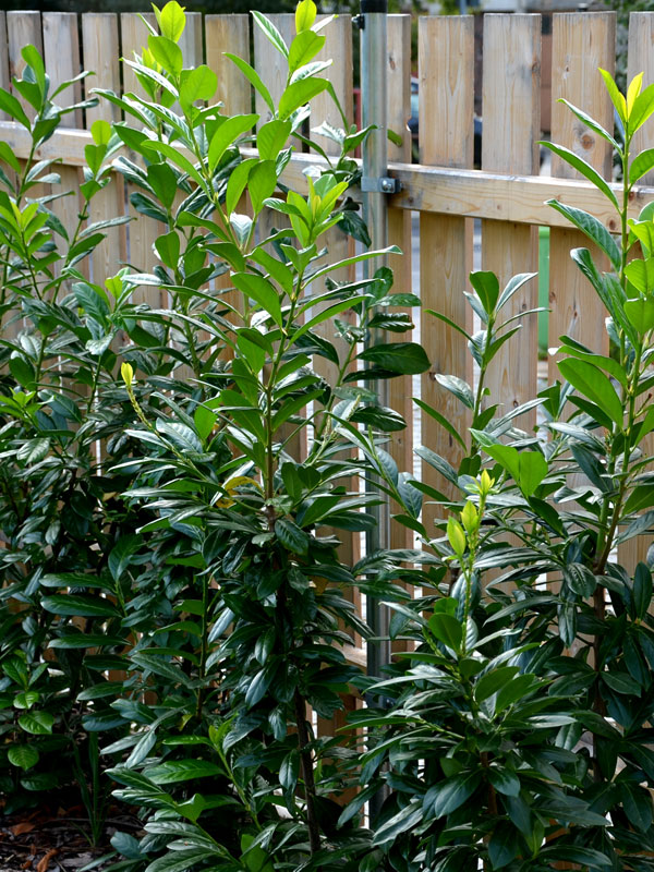 laurier rotundifolia planten en snoeien als haag in de tuin tegen schutting of hek