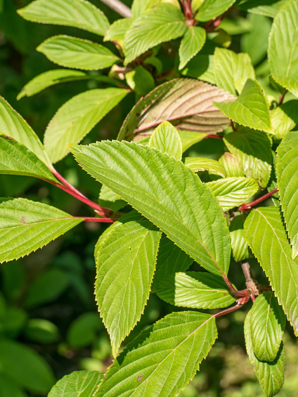 Viburnum bodnantense heeft frisgroen blad in de zomer 