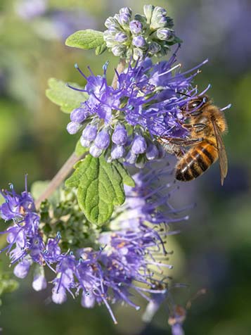 najaars bloeier caryopteris