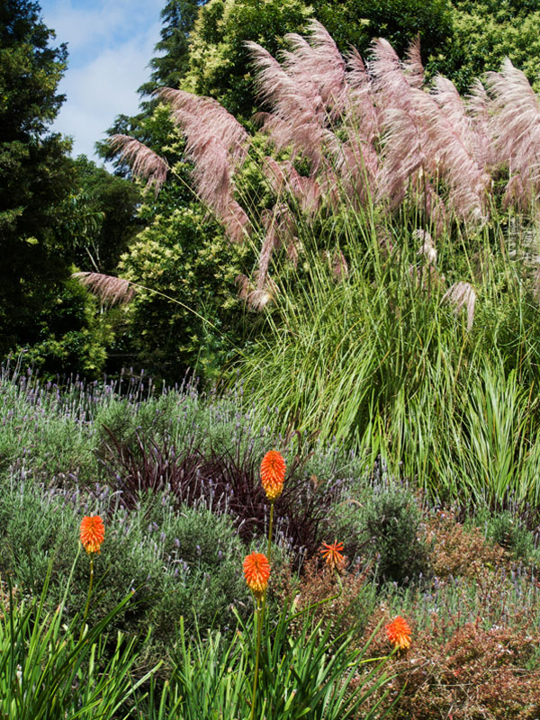 pampasgras gecombineerd met vaste planten