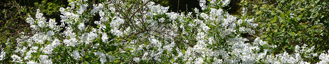 parelstruik heeft opvallende witte bloemen in het voorjaar