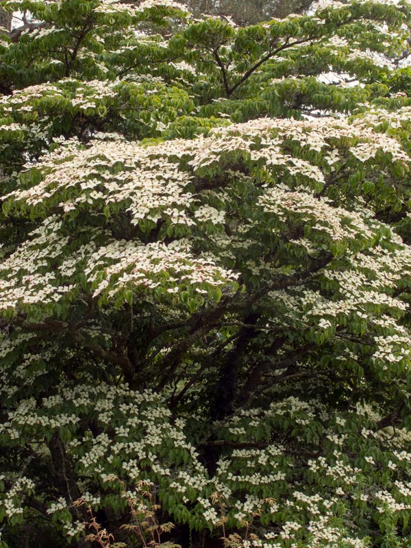 Cornus kousa bloeit met opvallende vaak roomwitte bloemen in juni