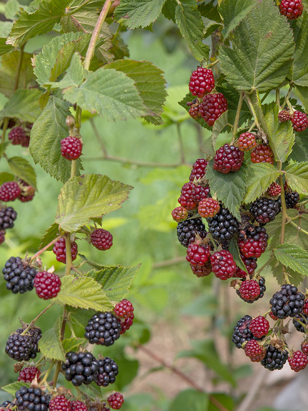 bramen plukken uit eigen tuin