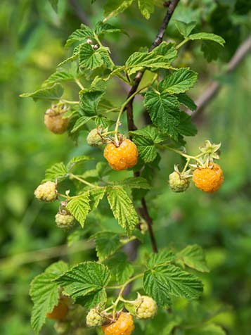 De gele framboos in het latijns is een rubus idaeus