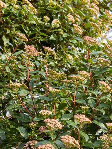 Viburnum tinus bloeit rijkelijk en de knoppen zijn roze