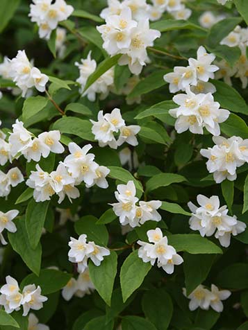 witte fijne bloemetjes van de boerenjasmijn