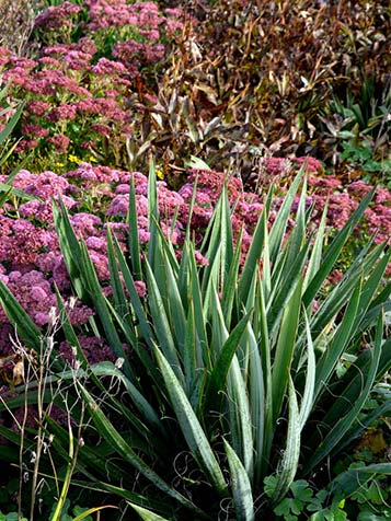 Yucca combineren