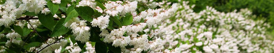 Deutzia bloeit in het voorjaar met witte of roze bloemen