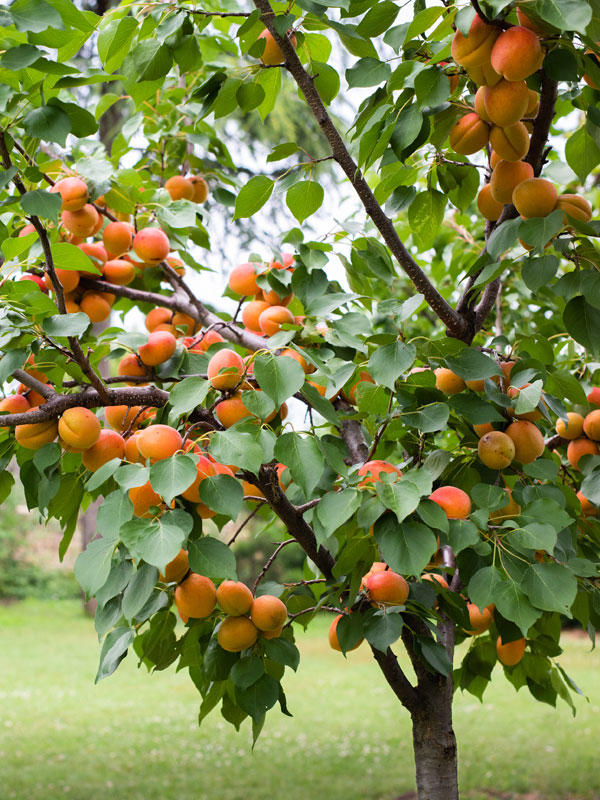fruitboom met abrikozen