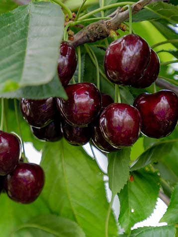 kersenbomen is de snelst groeiende fruitboom