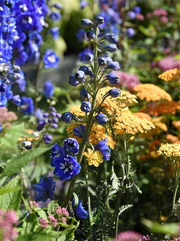 delphinium is latijns voor ridderspoor