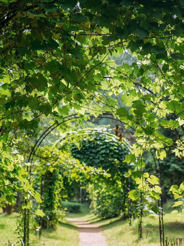 Druivenplanten geven een groene doorgang indien ze worden geleid langs een pergola