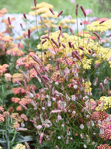 duizendblad heeft schermvormige bloemen