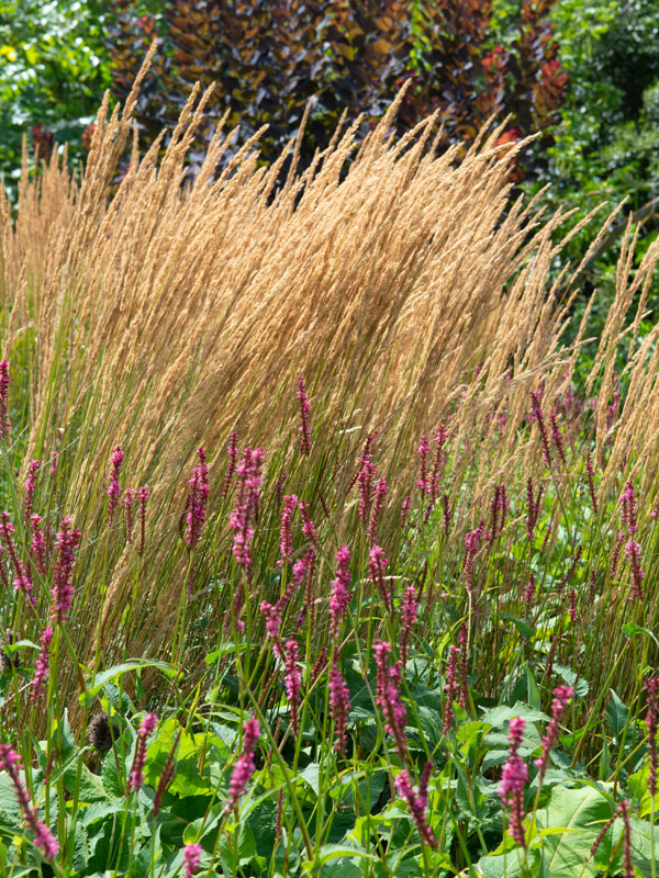 duizendknoop aangeplant in de border