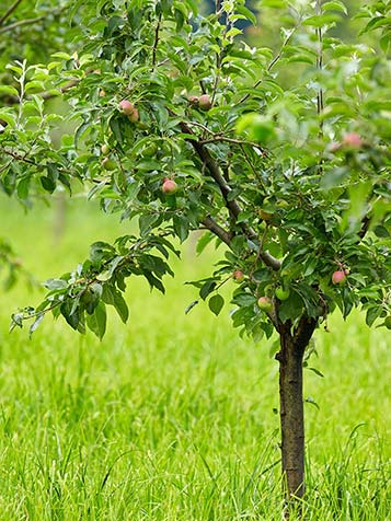 Mini fruitbomen blijven niet altijd mini en kunnen gemakkelijk worden gesnoeid