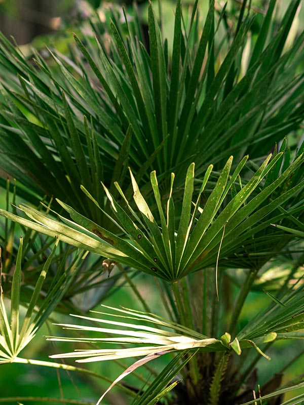 palmbomen zoals de trachycarpus zijn redelijk goed winterhard en hoeven alleen beschermd te worden bij strenge vorst