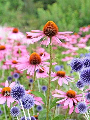 De bloemen bestaan uit een krans van gekleurde bloembladeren rondom een vrij grote kegel met oranje of groene meeldraden