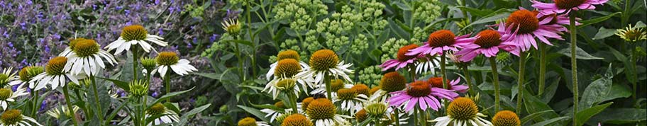 Echinacea bloeit in verschillende kleuren, maar de roodroze en witte vorm zijn het bekendste