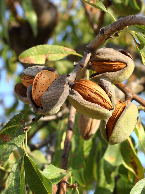 Amandel vruchten aan de amandelboom