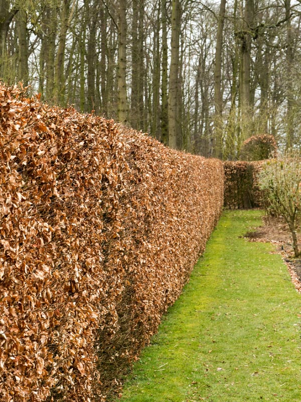 In de winter blijft het blad verdord aan de beukenhaag hangen zodat deze nog steeds voor privacy zorgt