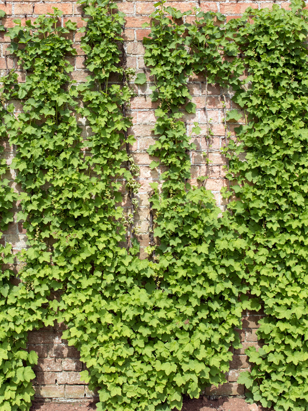 Druivenplanten zijn klimplanten die een groene oase kunnen vormen op een kale muur