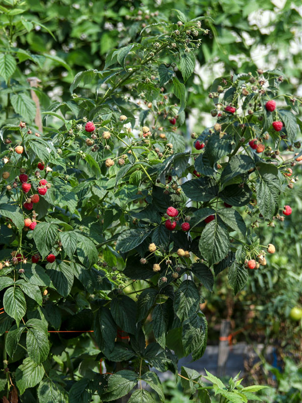 Framboos Tuinplantenwinkel.nl