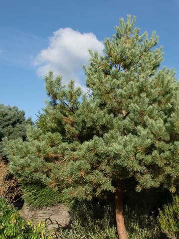 de grove den kan uitgroeien tot een grote en brede boom of struik