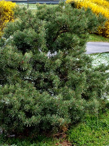 Latijnse naam voor grove den is pinus sylvestris