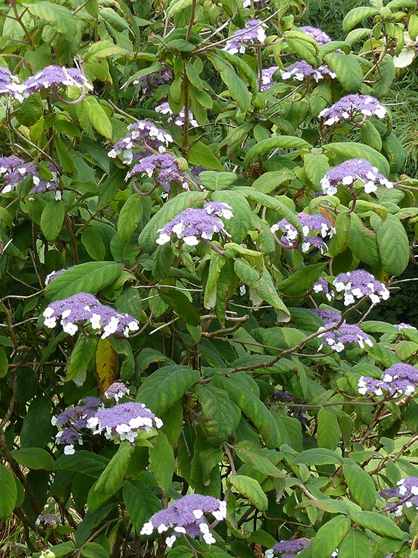 In de zomer bloeit de fluweelhortensia met schermen van paarse bloemen met daaromheen witte of blauwkleurige schutbloemen