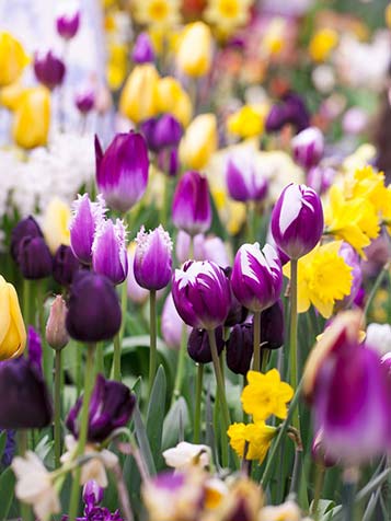 mix tulpen en narcissen met bloembollen