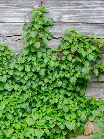 De klimhortensia kan worden gebruikt voor de aankleding van de schutting of muur